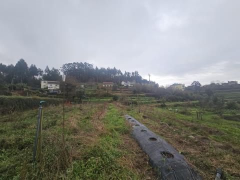 Quinta Sever do Vouga, Aveiro,  de produção de mirtilos