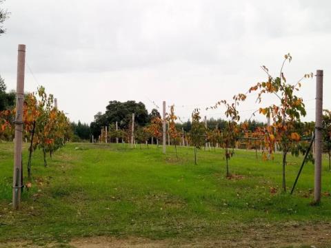 Farm with about 5ha for investment with the possibility of construction, in São Vicente da Beira