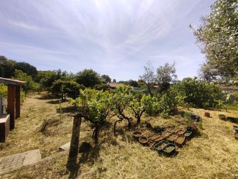 Farm with 4250m2 in Escalos de Cima