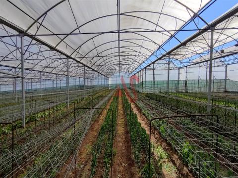 Land with greenhouses in Carreira, Barcelos