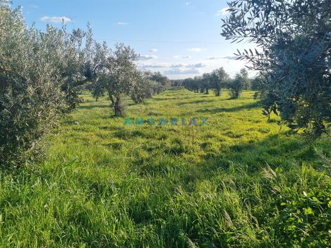 Land with 25840m2 for sale in Tomar