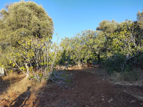 Terrain à Bâtir - Zone d´Expansion Urbaine - Chão-das-Donas - Portimão - Algarve