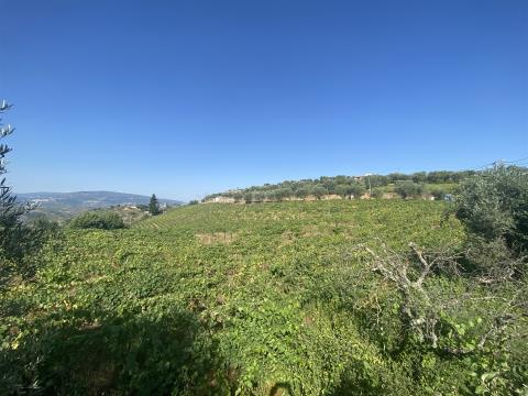 Ferme de 3 hectares à Régua avec production de vin