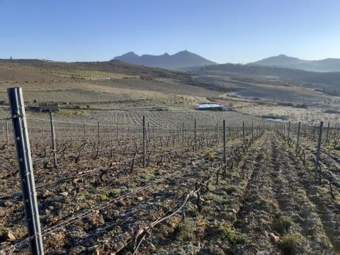 Land with vineyard, almond grove and olive grove in Vila Flor