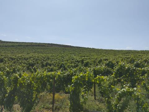Terreno con viñedo, almendro y olivo en Vila Flor
